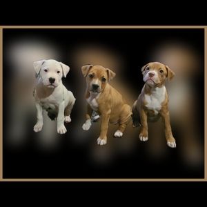 Meet your Posher, Ritchie alright